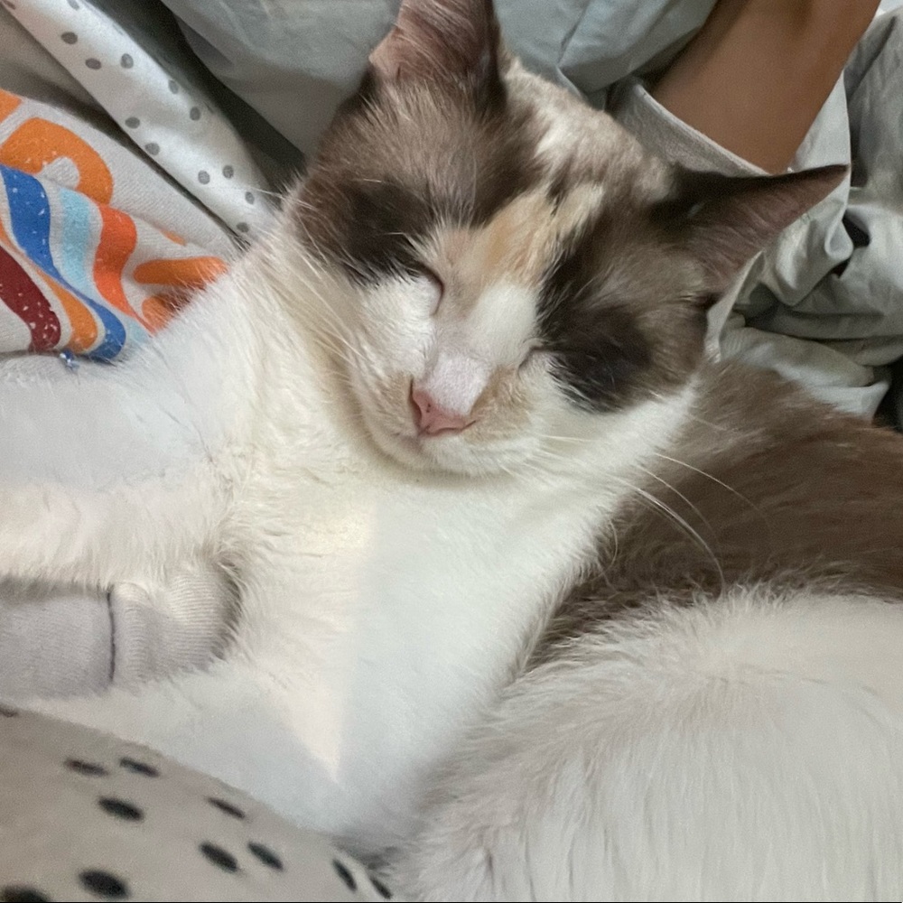 Meet your Posher, Taylor